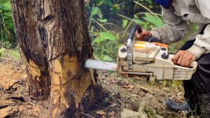 The Significance of Professional Tree Trimming and Cutting Services