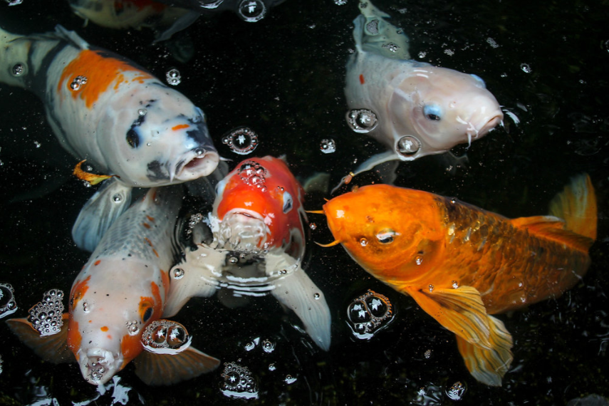 A Beginner’s Guide to Buying Koi Fish: Everything You Need to Know Before Getting Started
